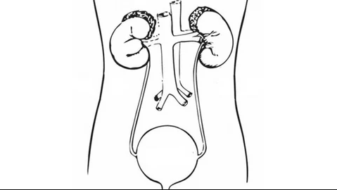 Genitourinary system diagram